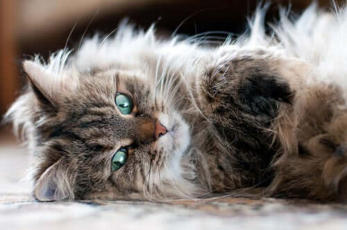 Learn All About the Siberian Cat