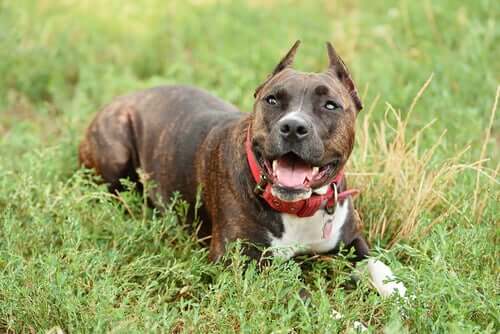 A Staffordshire Bull Terrier in the grass.