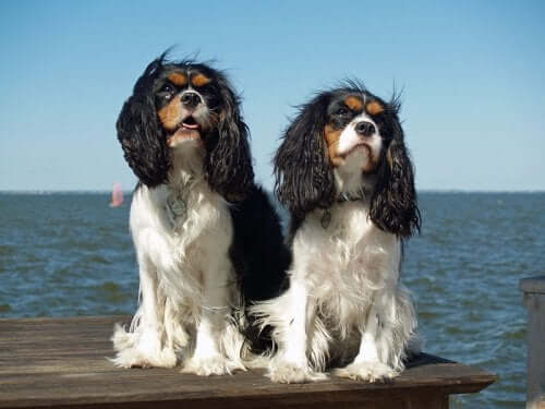 All About the Cavalier King Charles Spaniel