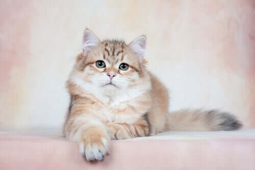 A Siberian cat.