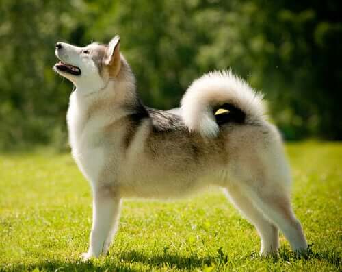 An Alaskan Malamute.