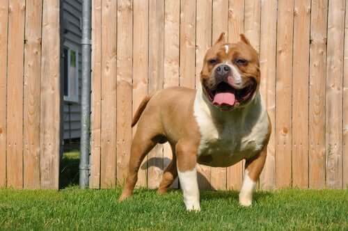 Meet the American Bully: A Muscular Dog