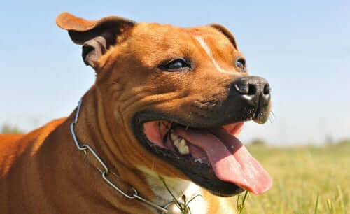 An American pitbull terrier dog panting.