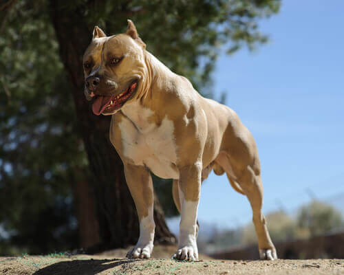 A posing American bully dog.