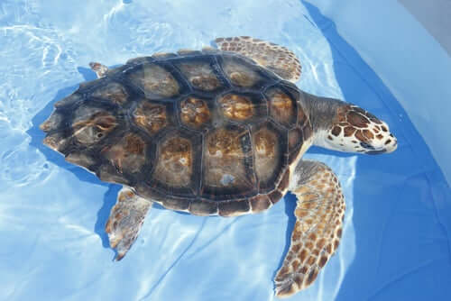 An aquatic turtle.