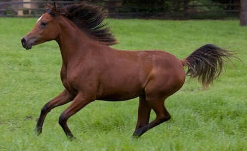 The Arabian Horse - Intelligence and Elegance