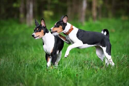 Basenji dogs.