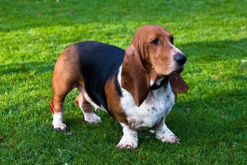 The Basset Hound.