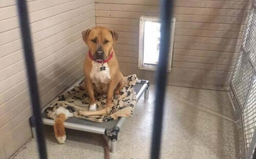 Bear in a kennel at the shelter