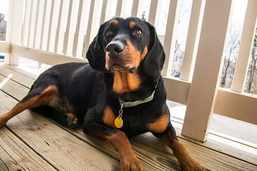 The Black and Tan Coonhound: An Excellent Hunter