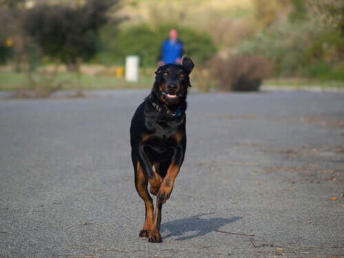 Der Black and Tan Coonhound: Ein ausgezeichneter Jäger