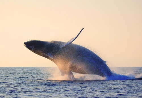 A blue whale jumping into the sea.