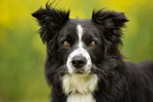 A Border Collie.