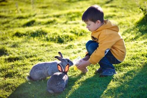 A boy feeding his pet rabbits.