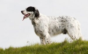 8 Popular Dog Breeds from England