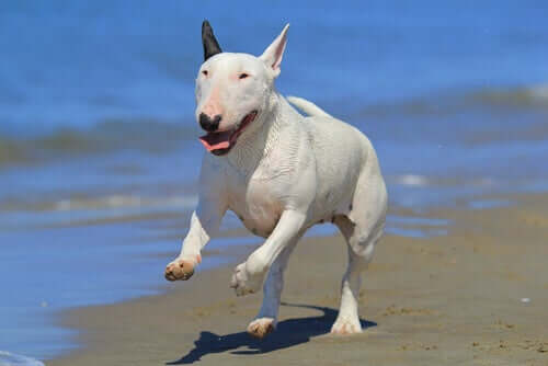 A Bull Terrier dog running.