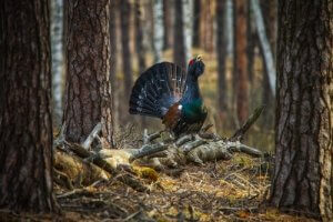 The capercaillie.
