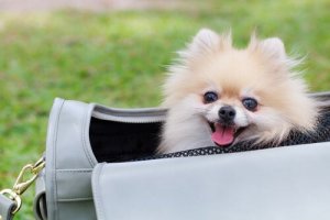 Is It a Good Idea to Carry Your Dog in a Bag?