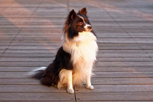 A dog waiting before riding a bike.