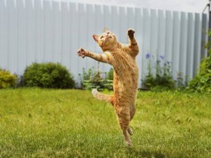 A leaping cat.