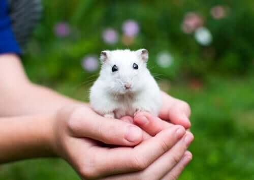 A child holding a hamster.