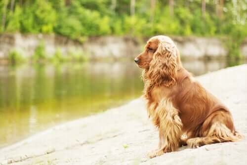 A Cocker Spaniel looking at the water.