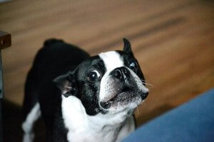 At What Age Will Your Puppy Learn How to Bark?