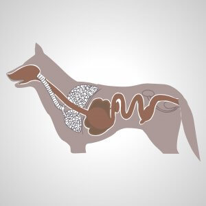 The canine digestive system.