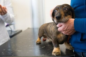 A dachshund at the vet.