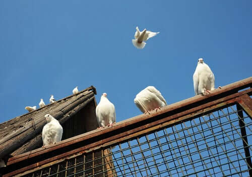 Doves perched on a fence.