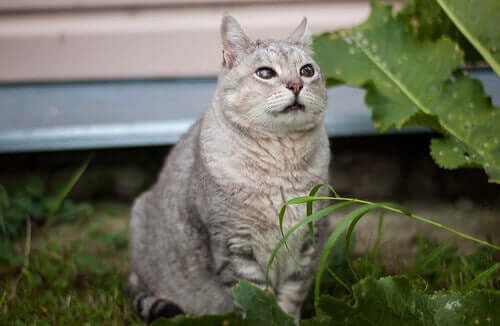 Senior Cat Diseases: What You Need to Know