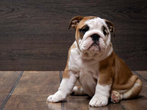 An English bulldog.