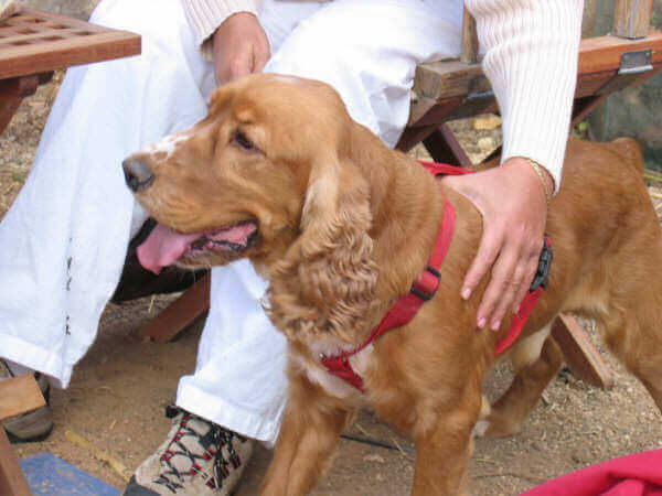 A dog with his owner.