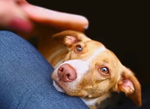 A cute dog with his owner.