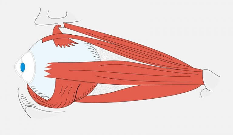 The muscles attached to the eyeball.