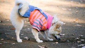 Fall Fashion: The Latest Trends for Your Dog