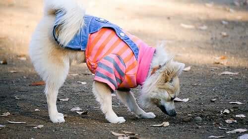 Fall Fashion: The Latest Trends for Your Dog