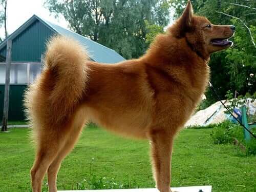 The profile of a Finnish Spitz.