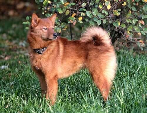 Discover the Elegance of the Finnish Spitz