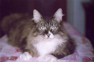 Scandinavian cat breeds.