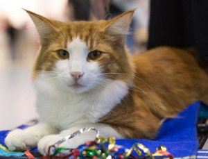 Norwegian Forest Cats have large pointed ears and slanting almond eyes.
