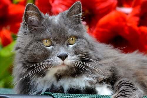 A senior cat posing for the camera.