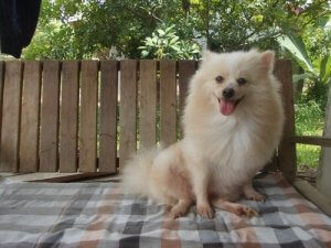 All About Glaucoma in Dogs