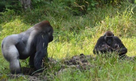 The Gorilla: Characteristics, Behavior, and Habitat - My Animals