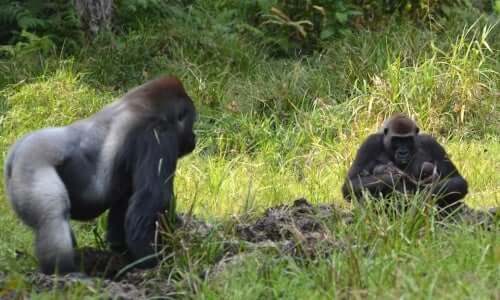 A few gorillas in a field.