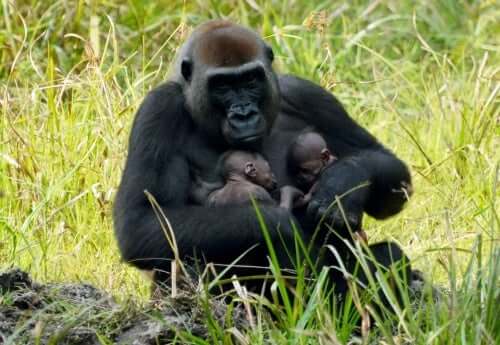 A mother gorilla with her babies.