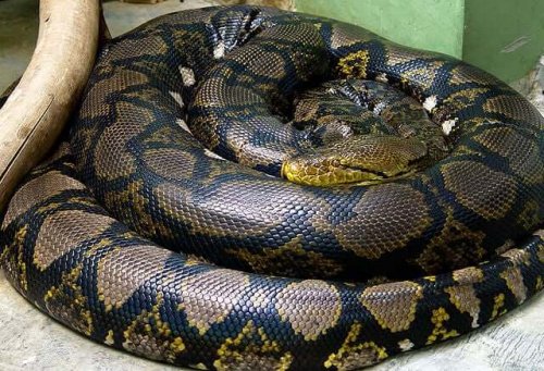 The reticulated python.