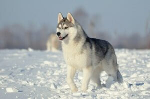 Group 5 Dogs: Breed Classification According to the FCI