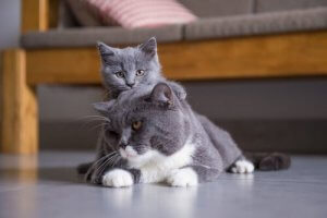 Group III Cats from the FIFe Classification of Cat Breeds