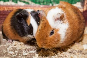 Guinea pigs.